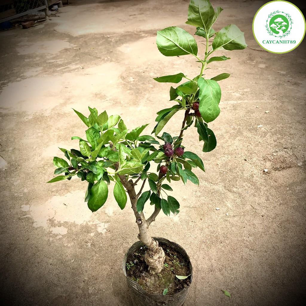 Cây táo đỏ cherry đang quả (ảnh thật) cao 70cm