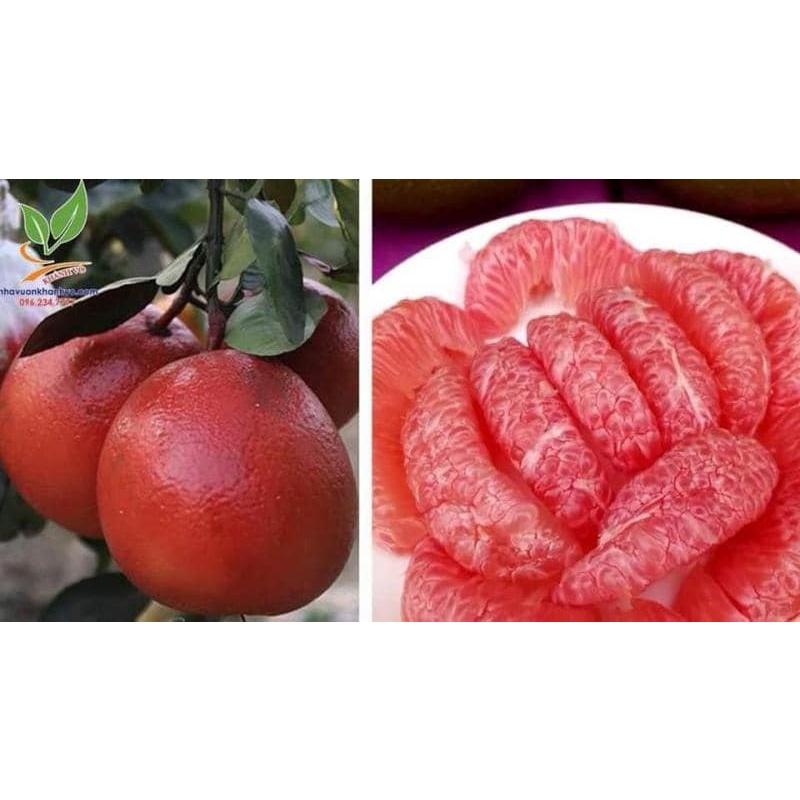 CÂY GIỐNG BƯỞI ĐỎ THÁI LAN