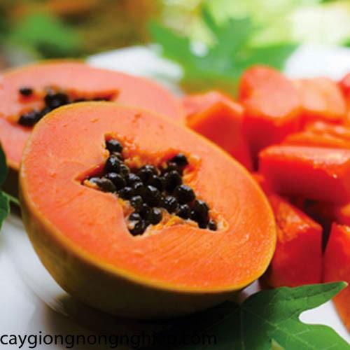 Cây giống Đu Đủ Thái Lan siêu sớm. .