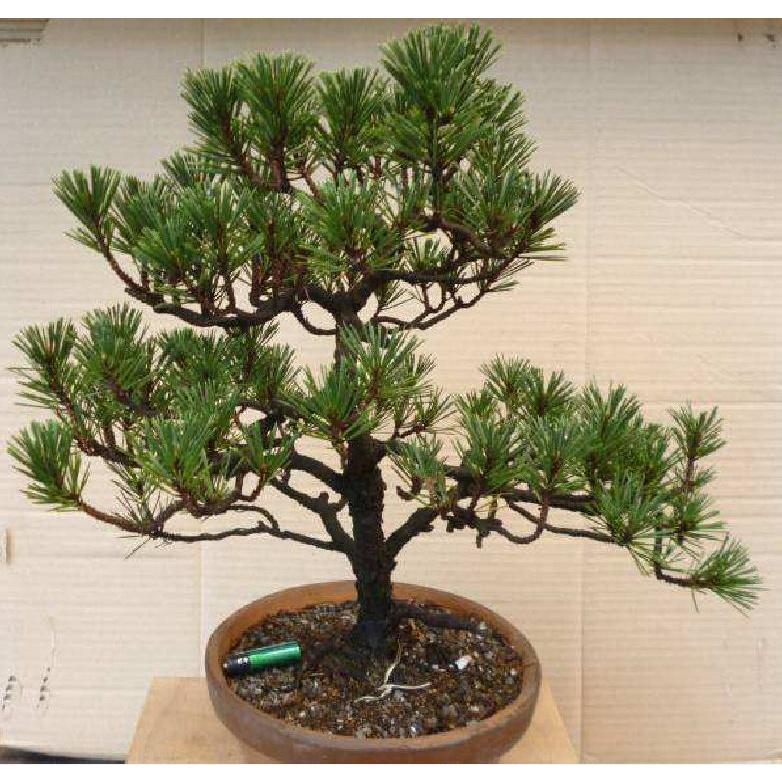 Hạt giống cây tùng la hán KNS3442 - Gói 10 hạt