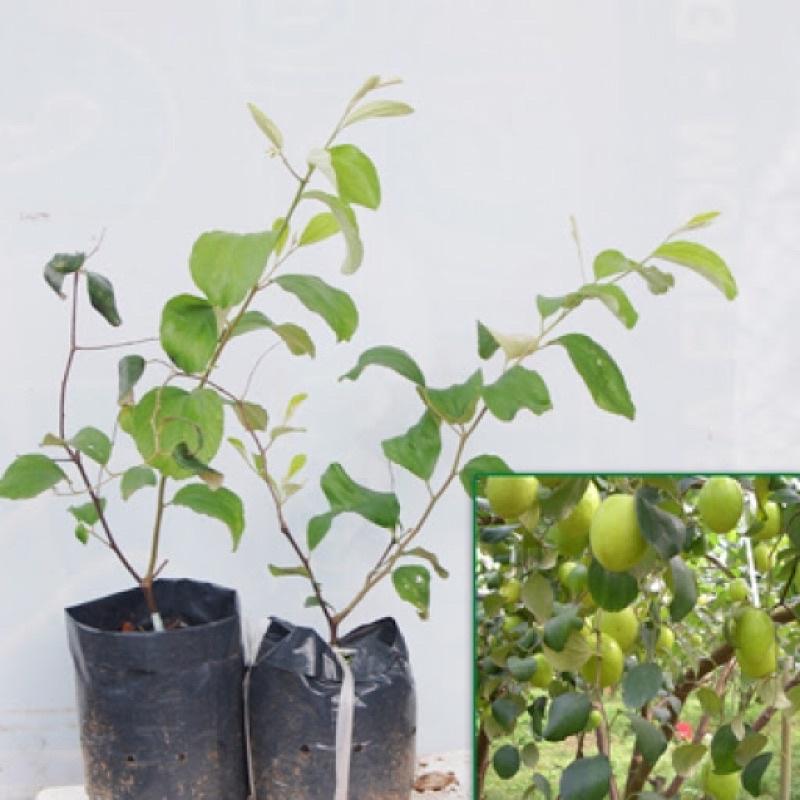 Cây táo đại ngọt Đài Loan cho quả to năng suất cao dễ trồng