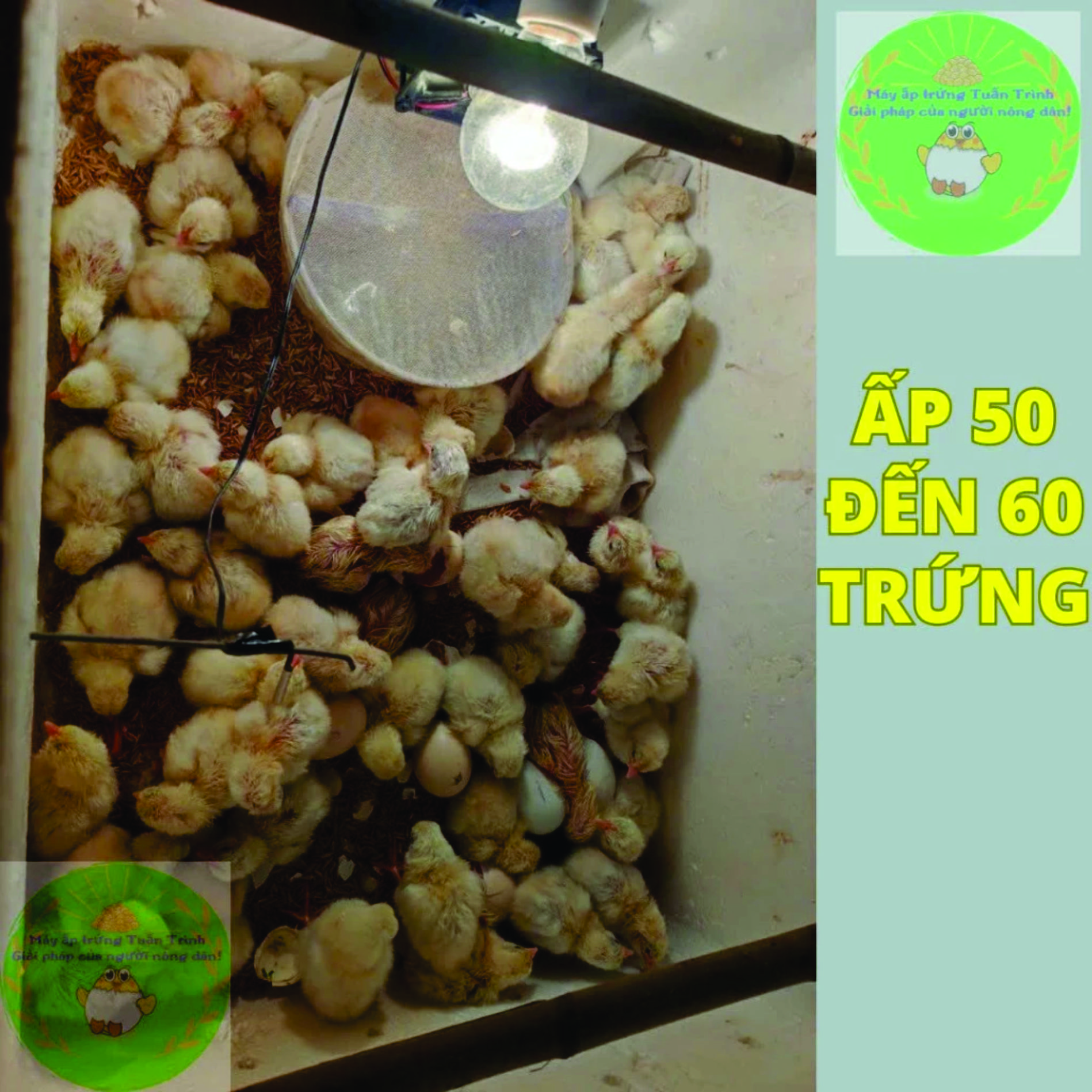 Máy ấp trứng cho gà vịt ngan ngỗng