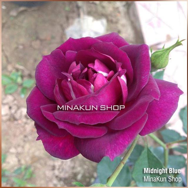 Hoa hồng ngoại Midnight Blue tím cực thơm-bầu to cây lớn trưởng thành
