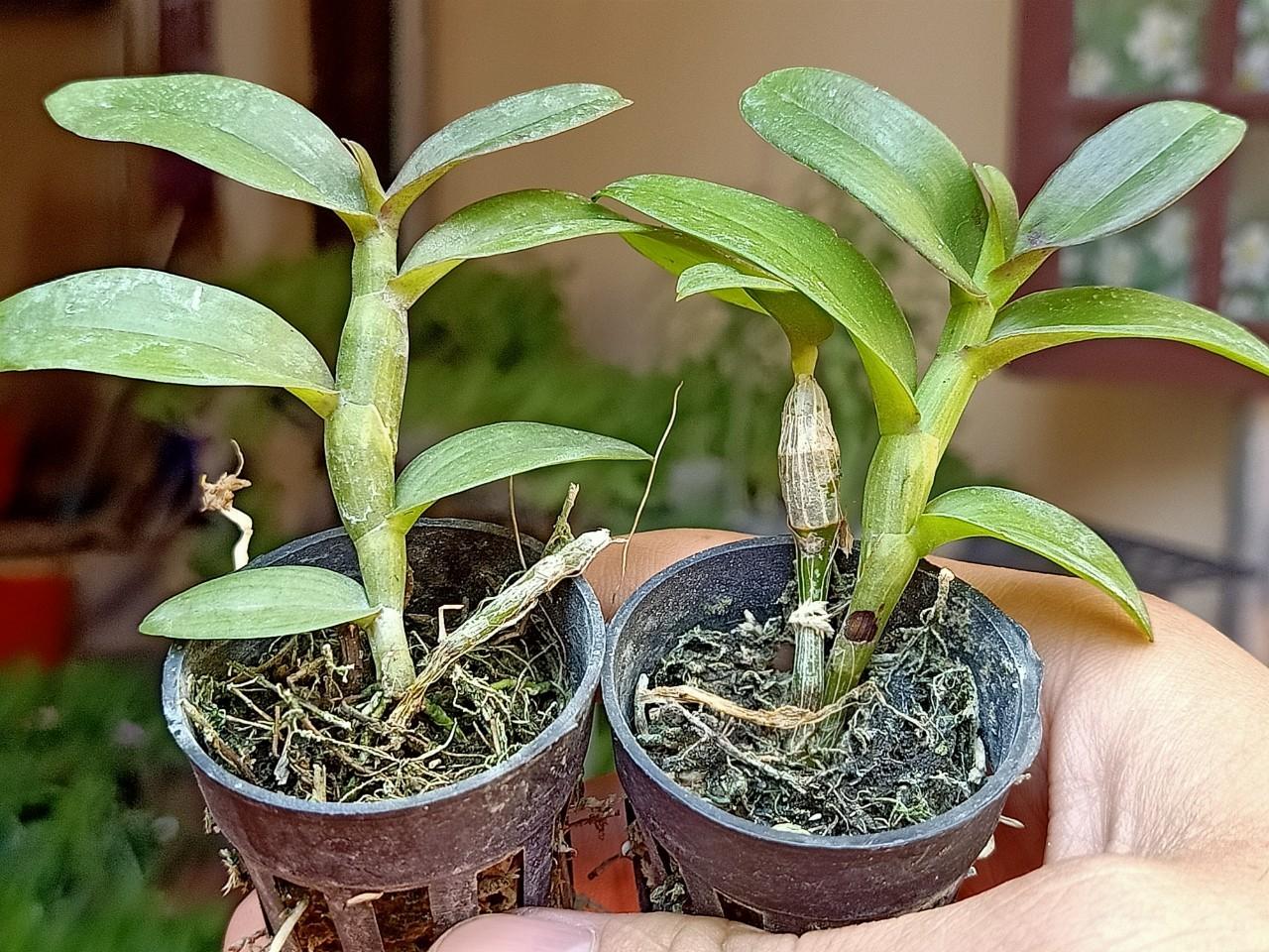 Phi Điệp Hồng Thiên Lôi cây Giống Nhân mô cây cực đẹp