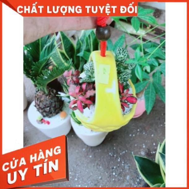 Chậu cây lá cẩm nhung hay lá may mắn