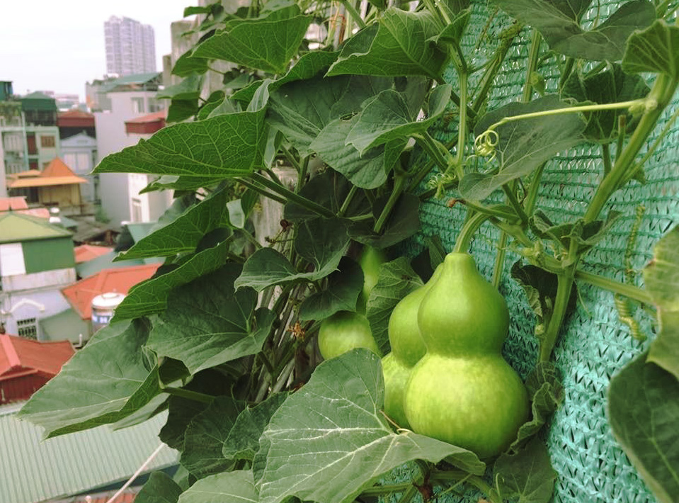 Hạt giống Bầu Nậm (Bầu Hồ Lô)  Đẹp Mắt Cho Sai Quả, Hạt Nảy Mầm Tốt, Thích Hợp Với Khí Hậu Việt Nam (Gói 10 Hạt ) - Nông Sản Vàng