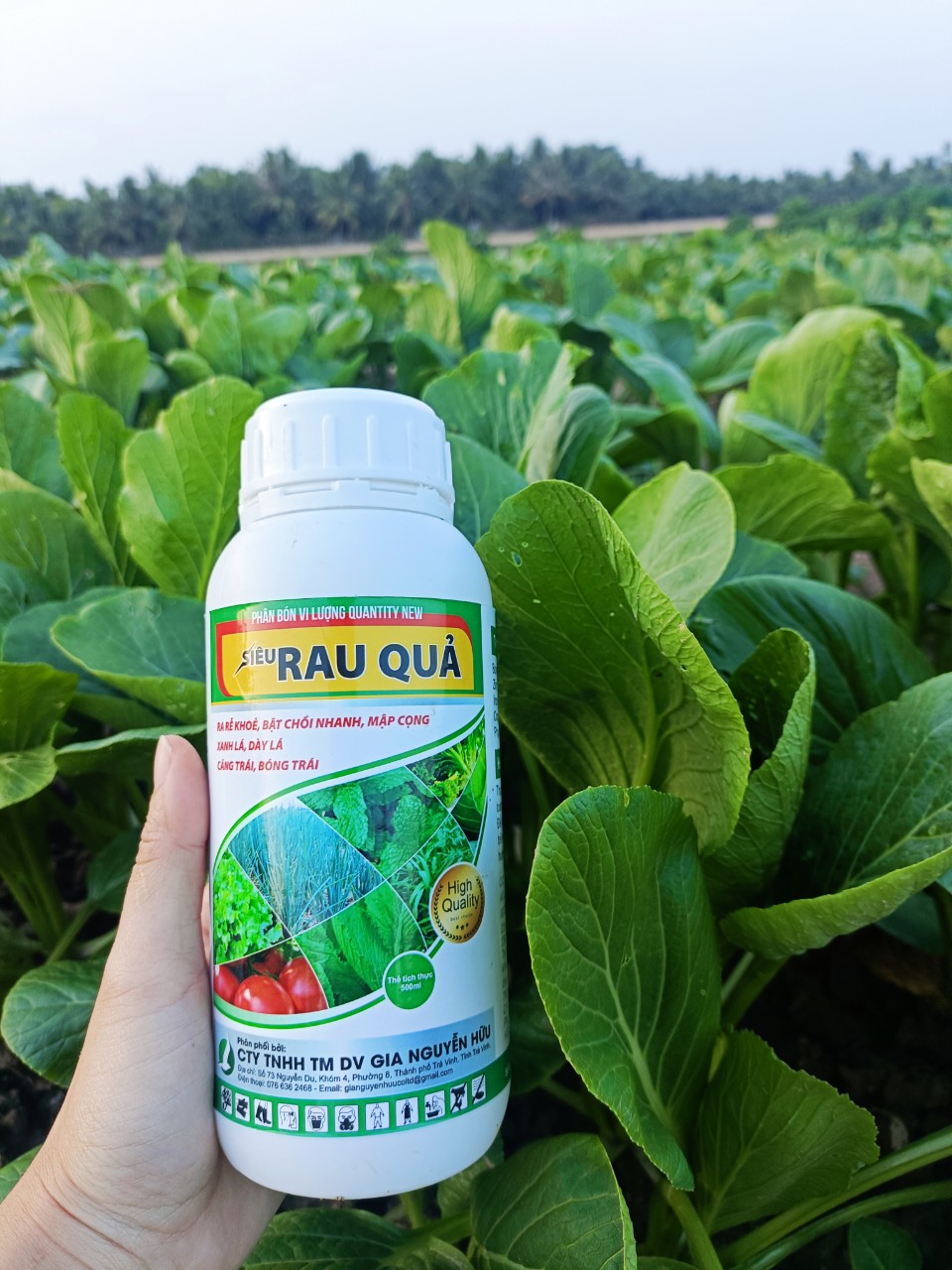 PHÂN BÓN CHUYÊN RAU QUẢ. Trái to, da bóng đẹp, nặng ký, chắc ruột. Trái chắc, ngọt sáng đẹp, bảo quản được lâu