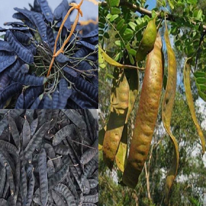 Cây giống cây bồ kết nếp