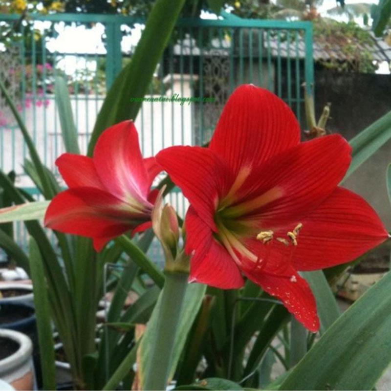 Củ hoa lan huệ - cây cảnh để bàn - ra hoa sau 1 tháng