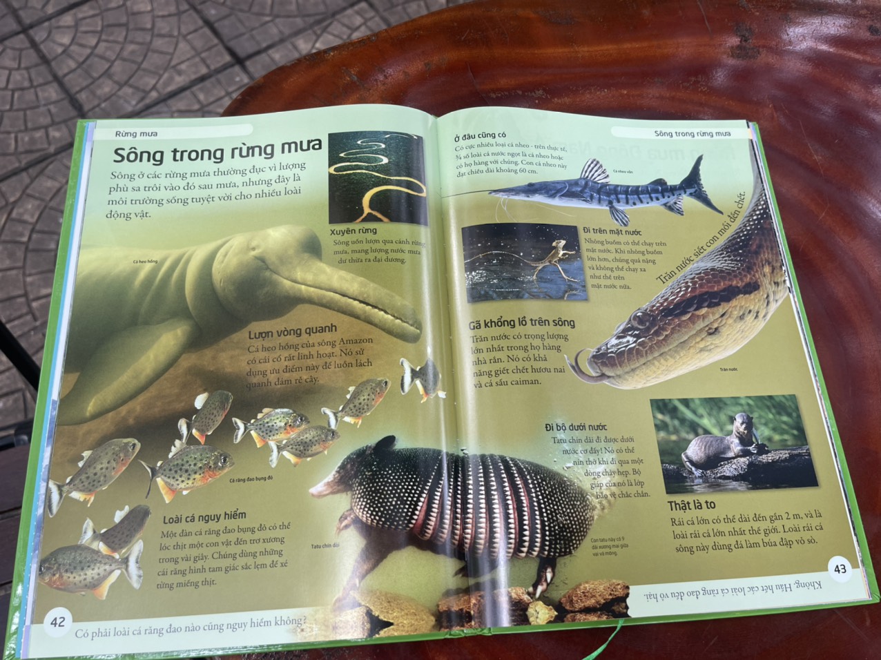 – BÁCH KHOA TỰ NHIÊN – MỞ MANG KIẾN THỨC KHƠI DẬY TIỀM NĂNG– tủ sách DK – Đông A – Bìa Cứng in màu toàn bộ