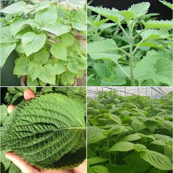 Hạt Giống Lá Mè - Lá Vừng - Tía Tô Hàn Quốc