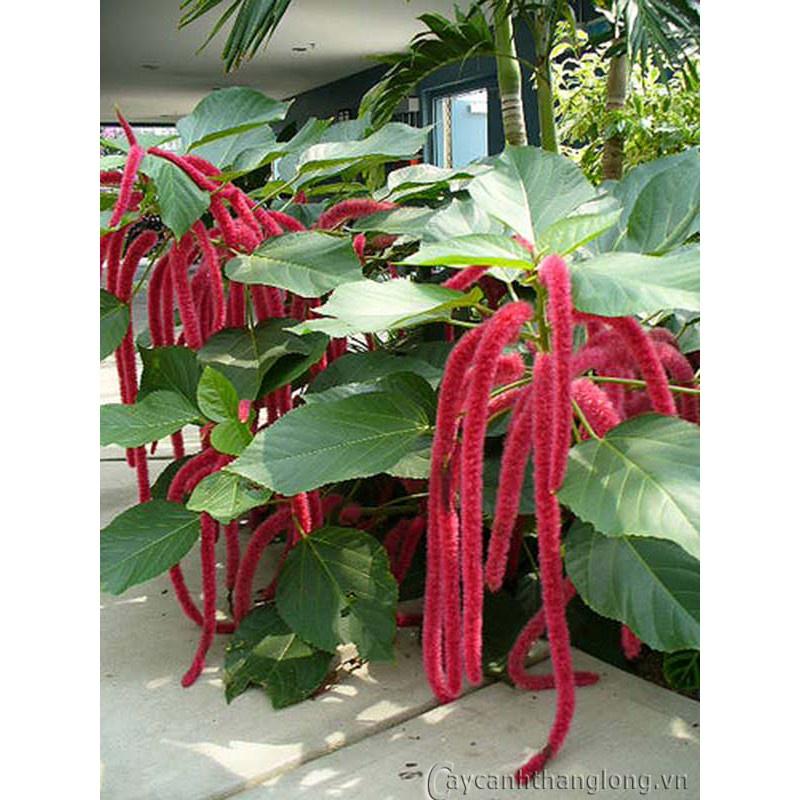 Hạt giống hoa Tai Tượng Đuôi Chồn Đỏ KNS3685 - Gói 30 hạt