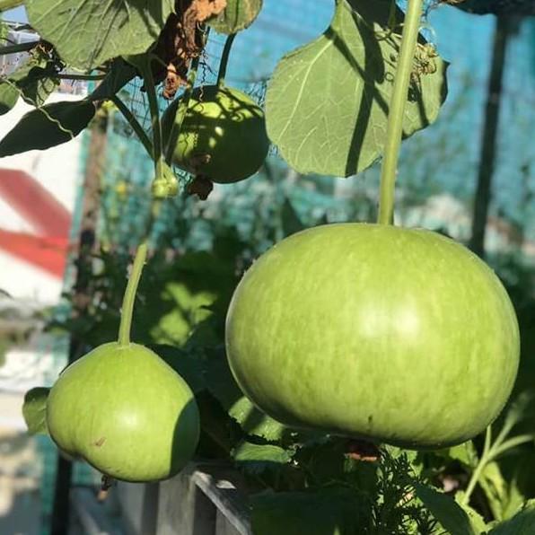 Hạt giống bầu tròn Thái - Hạt nảy mầm tốt - 1 gói 2gram