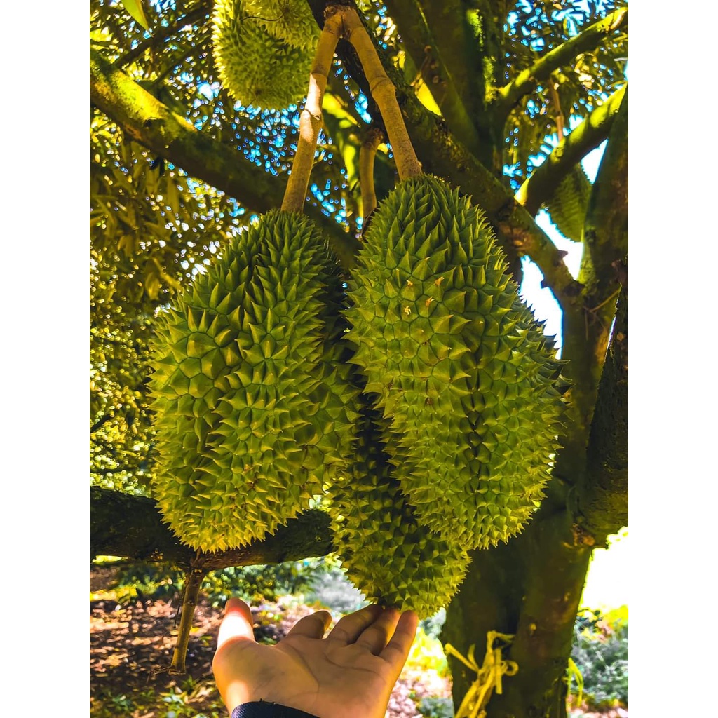 Cây Giống Sầu Riêng Chuồng Bò