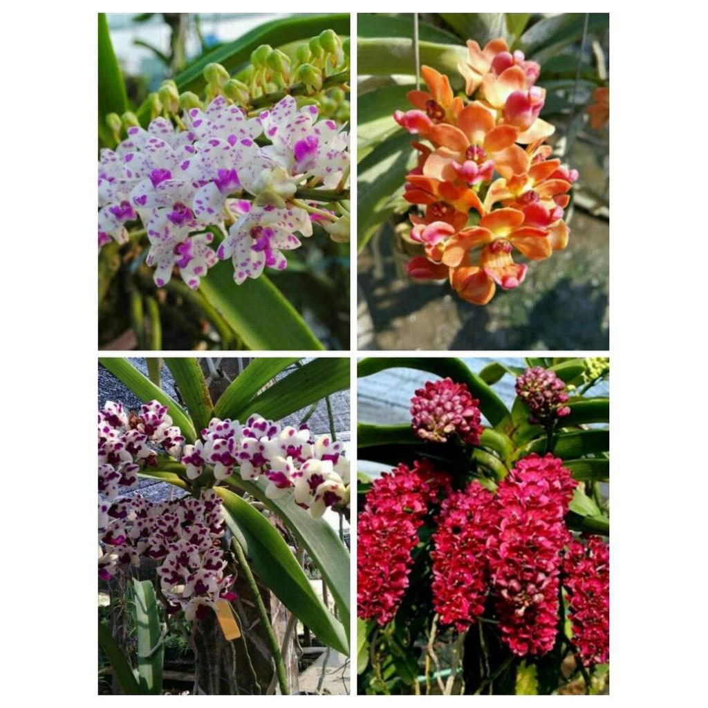 Hoa phong lan đai châu hoa tết