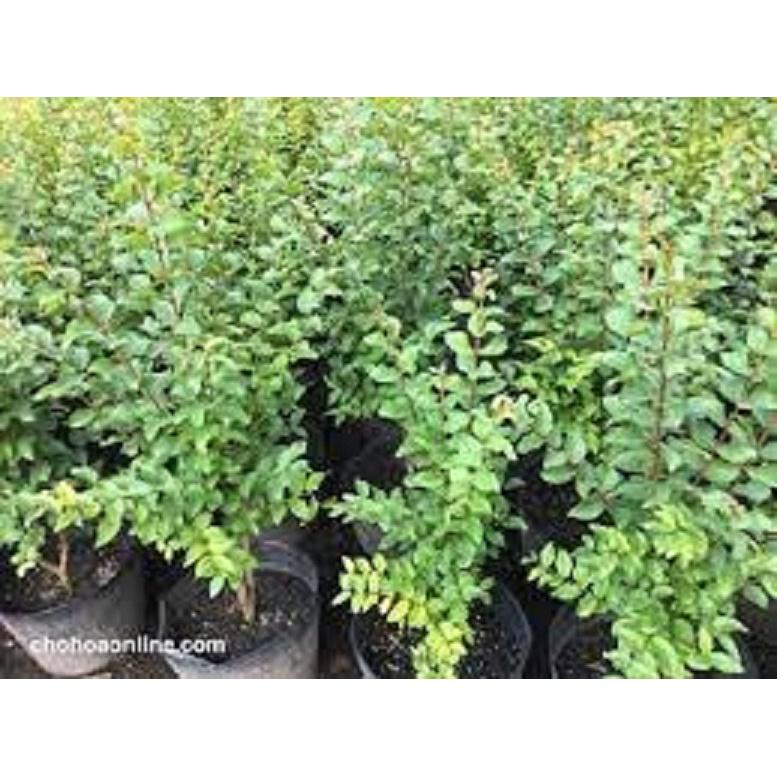 CHẬU HOA TƯỜNG VY LỚN, ĐỦ MÀU,CÂY TO KHỎE,CAM KẾT GIỐNG CHUẨN LOẠI 1