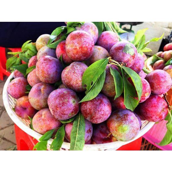 Cây giống Mận Hậu Mộc Châu chuẩn F1 quả to giòn, ngọt đảm bảo chất lượng cho năng suất cao