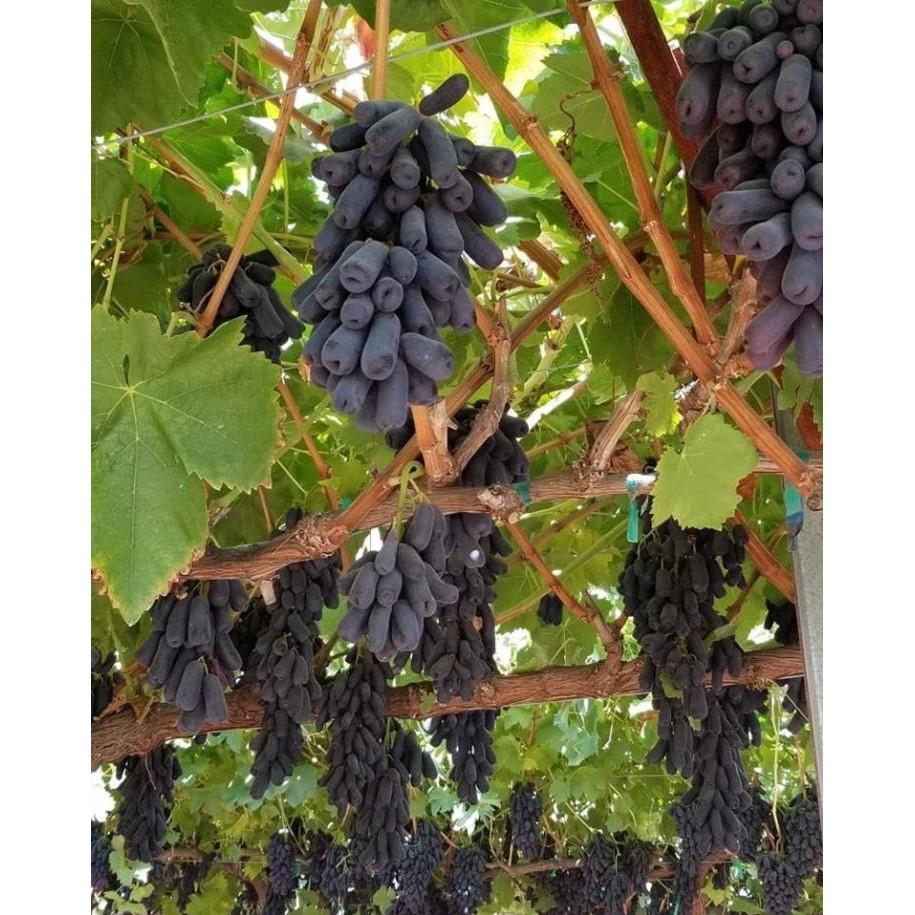 Combo 2 cây nho ngón tay