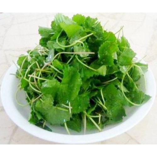 Hạt giống rau má lá nhỏ KNS397 - Gói 0.5gram