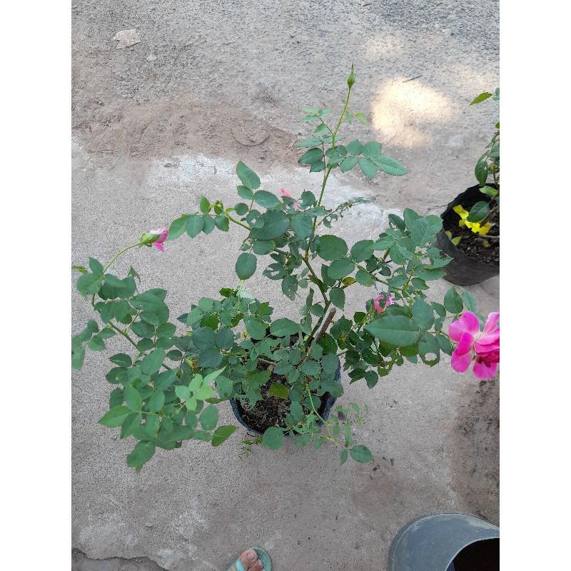 Hoa hồng Sheherazad- cây trưởng thành