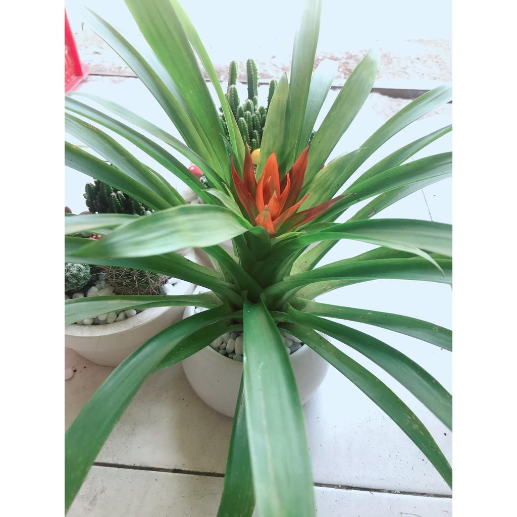 Chậu cây phong lộc hoa