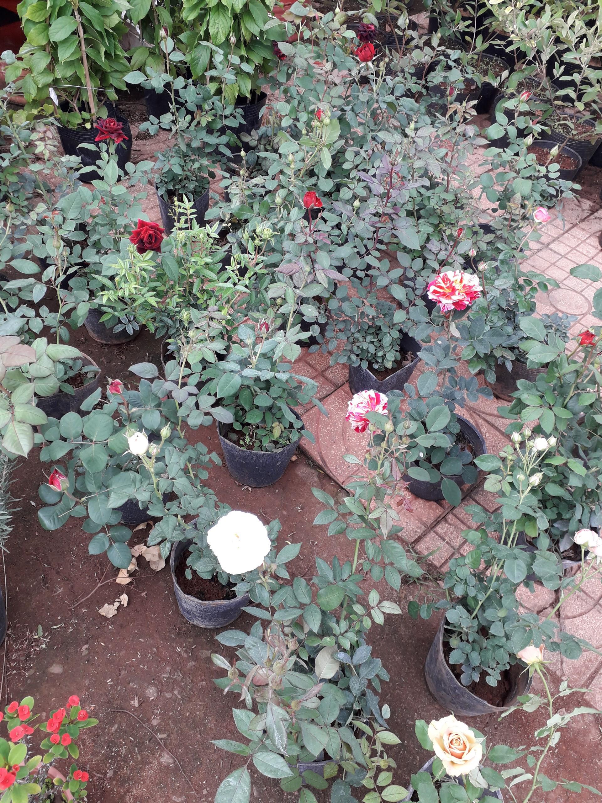 CÂY GIỐNG HOA HỒNG NGOẠI ĐẸP NHƯ HÌNH