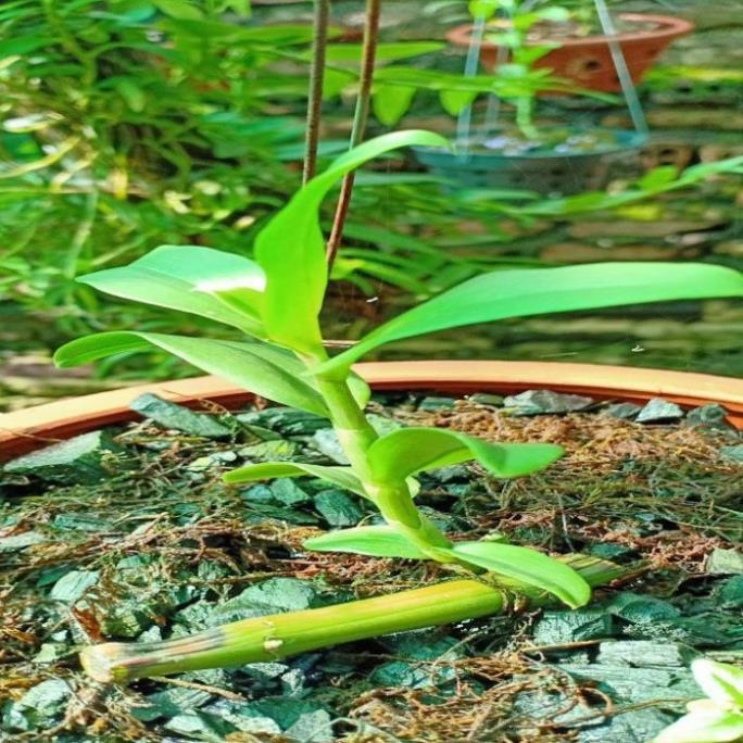 Hoa lan - 5ct bảo duy hàng gieo hạt ki mập khỏe ấm chậu