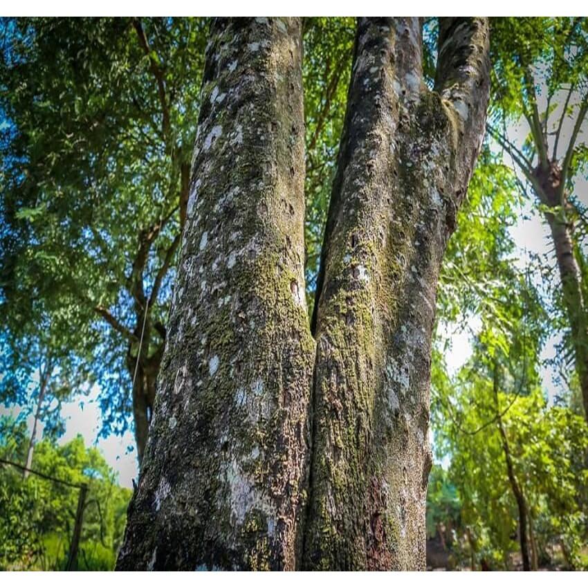 Cây GIỐNG GIó Bầu