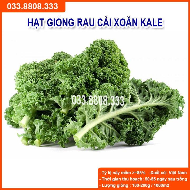 Hạt Giống Cải Kale - Rau Cải Ngon Dễ Trồng