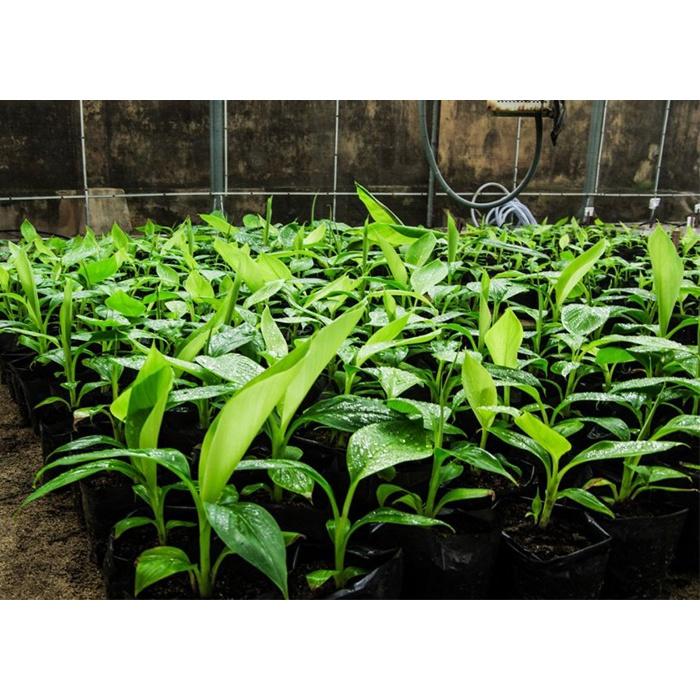 CÂY GIỐNG CHUỐI TIÊU HỒNG CẤY MÔ .