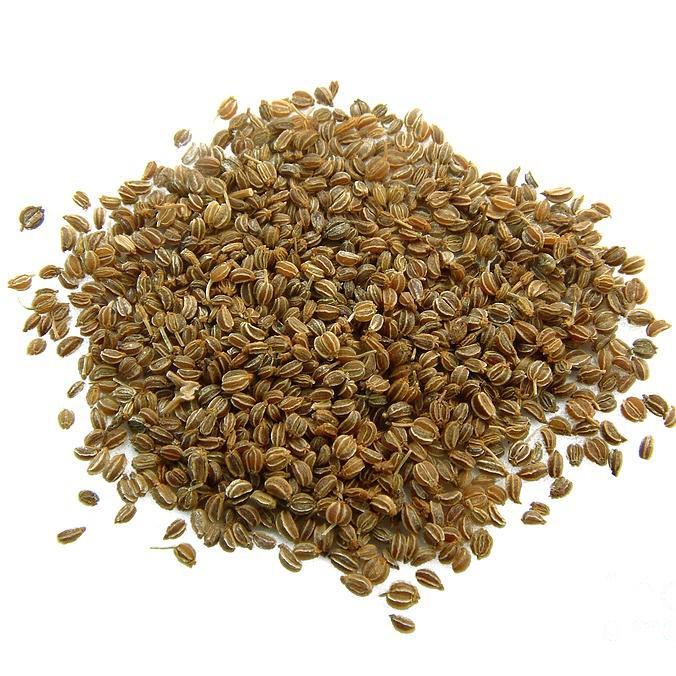 Hạt giống rau cần tây Rado, đóng gói 5gr