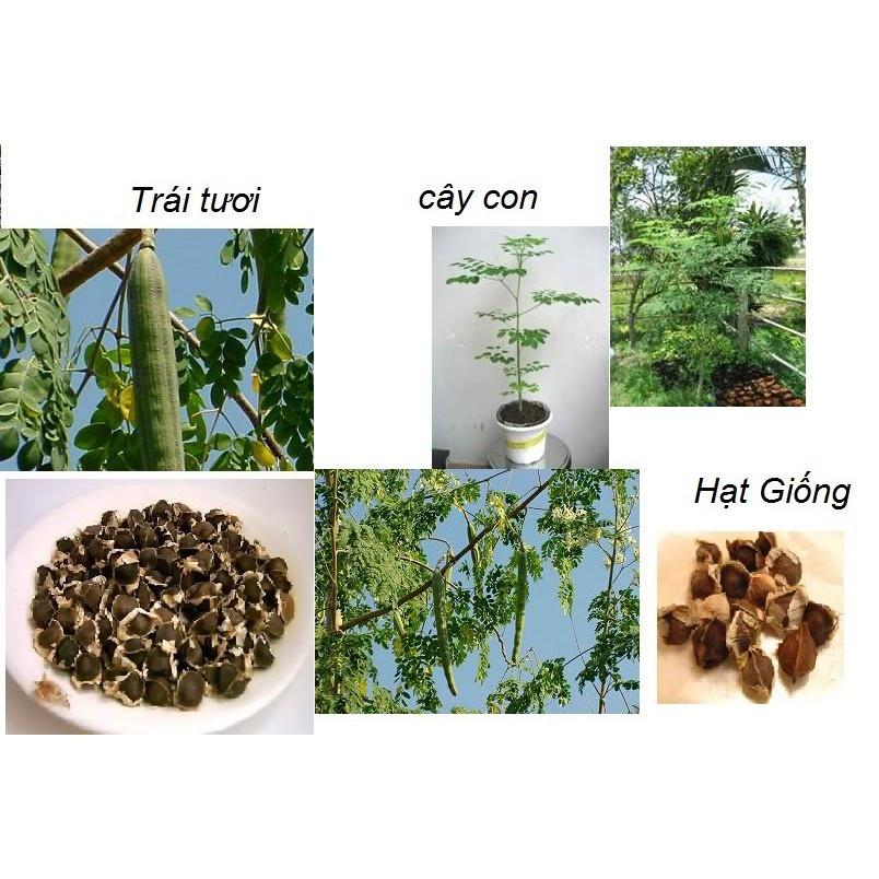 CÂY GIỐNG CHÙM NGÂY-cây choai