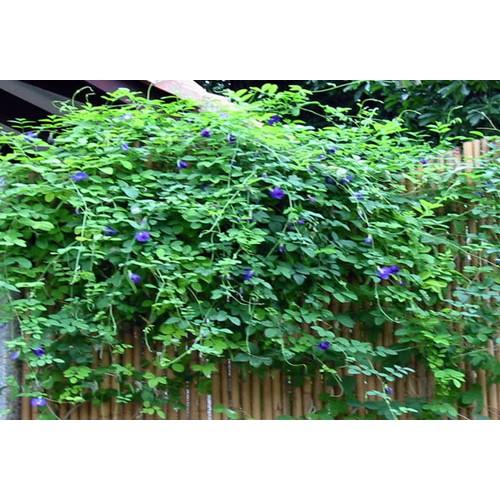 Hạt Giống Hoa Đậu Biếc 20 Hạt Hoa Nhiều, Dễ Trồng - Phú Nông Seeds - Shop Phân Bón và Hạt Giống