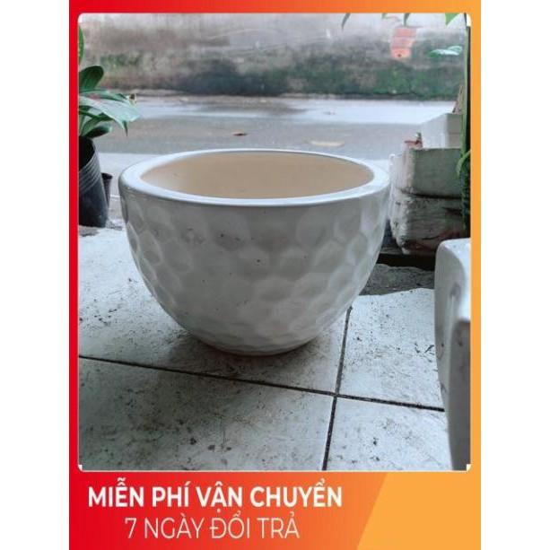 Chậu Trồng Cây