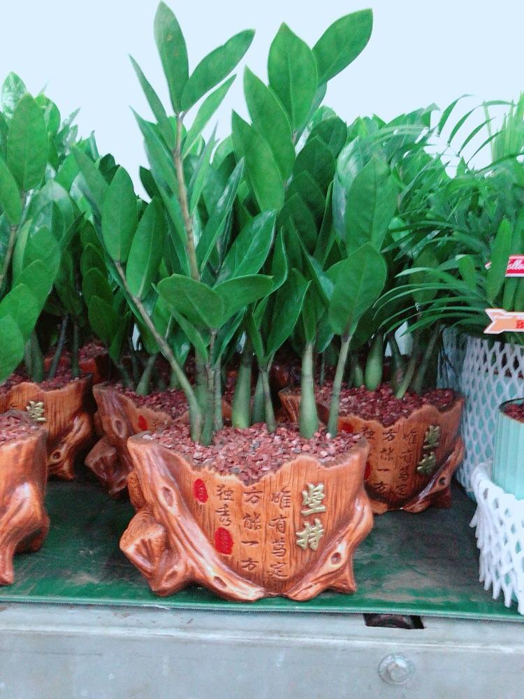 Chậu Kim Phát Tài