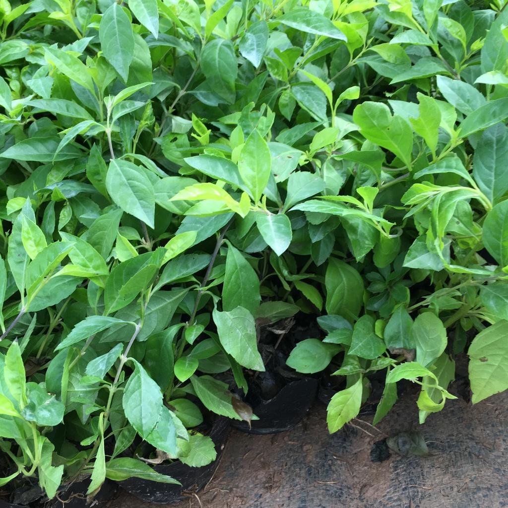 Cây Chuỗi Ngọc Nhiều Ngọn Trồng Sẵn Thích Hợp Trồng Đường Riềm,Công Trình