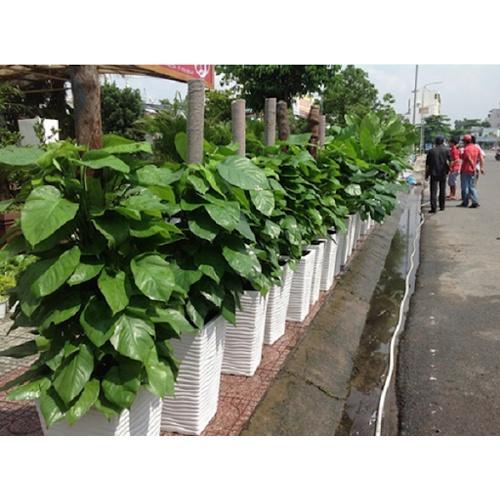 CHẬU CÂY TRẦU BÀ LEO CỘT SIÊU ĐẸP