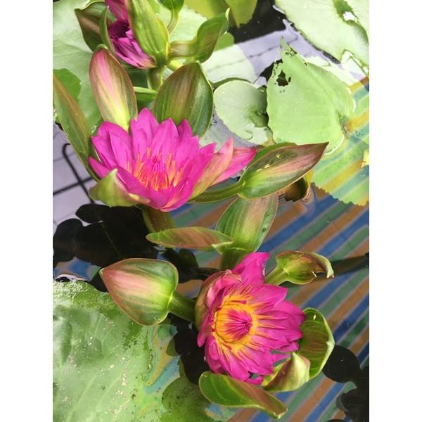 Hai cây giống hoa súng đài hồng