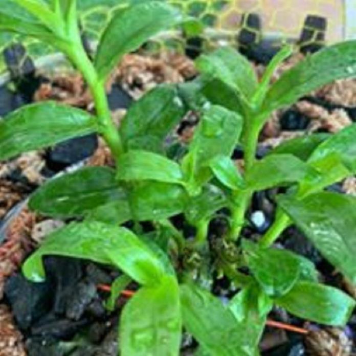 Hoa lan phi điệp tím bắc cạn
