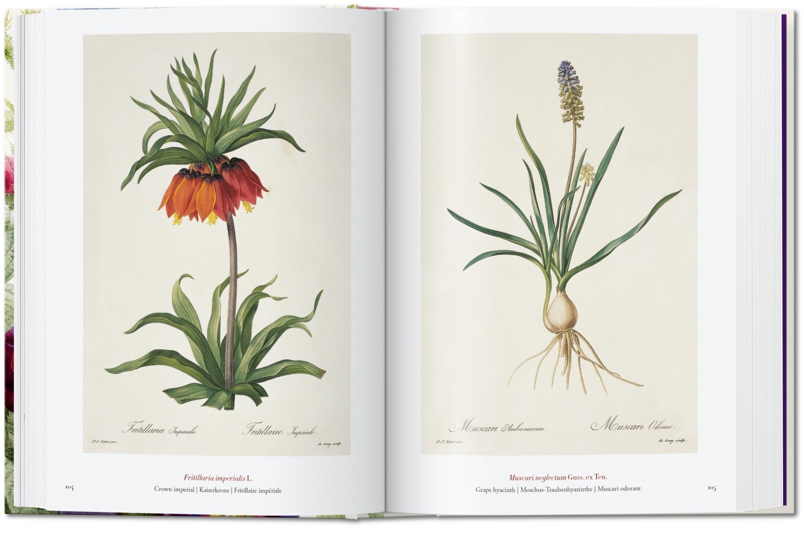 Artbook - Sách Tiếng Anh - Book Of Flowers