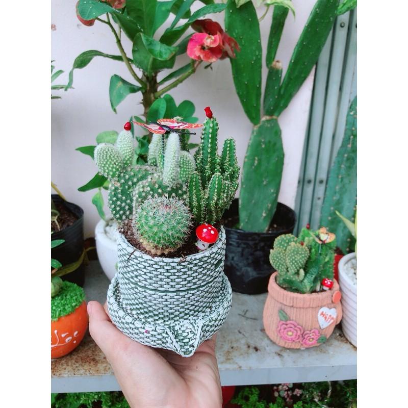 Chậu Xương Rồng Tiểu Cảnh