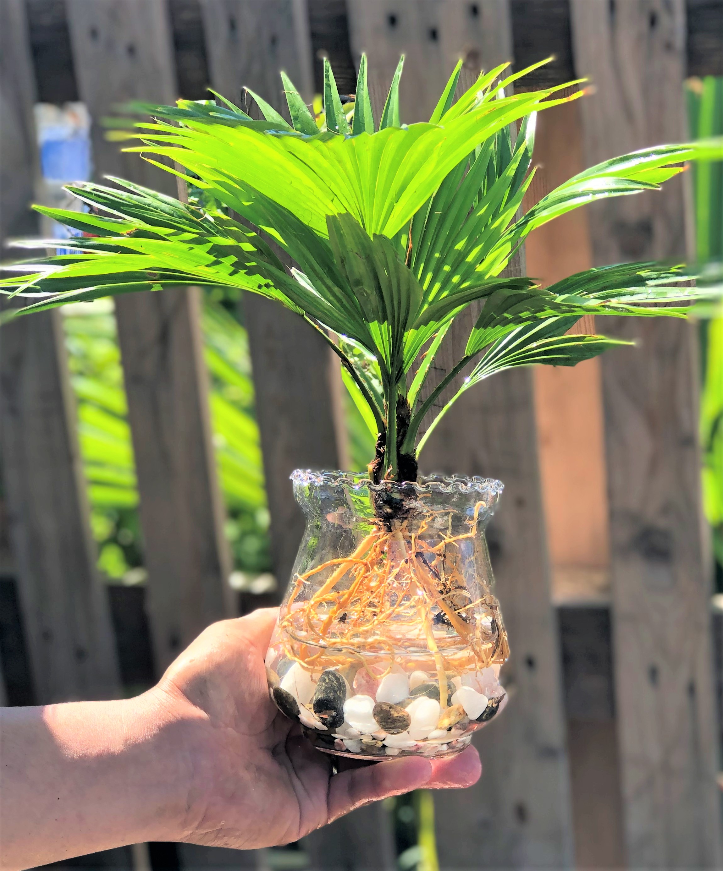 Chậu thủy tinh cây Cọ Pháp thủy canh