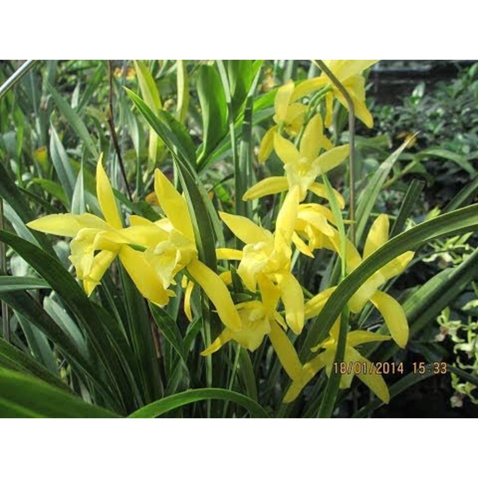 Đia lan hương cát cát cực thơm, hàng hoa tết, gửi nguyên chậu đi, hàng to đẹp - DLCCT