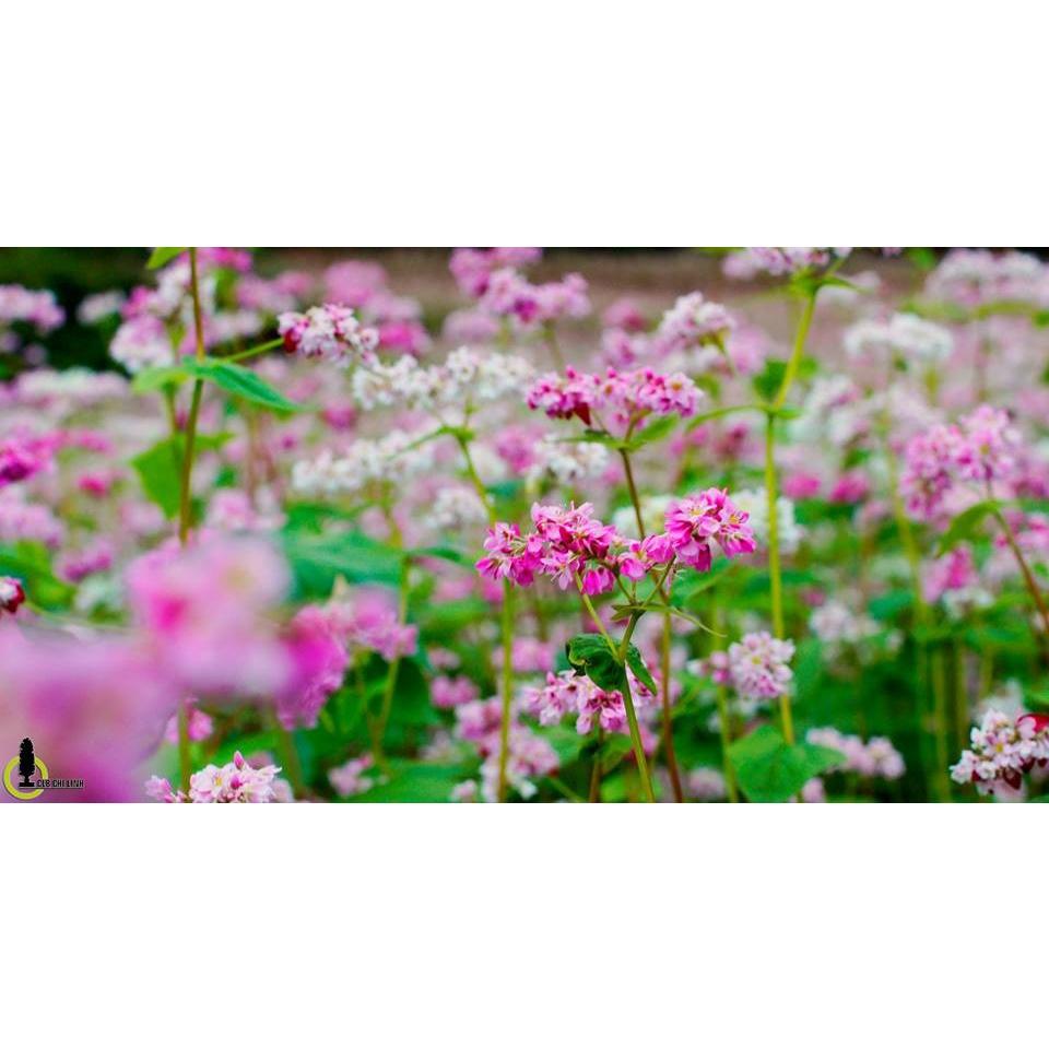 Hạt giống hoa tam giác mạch KNS3665 - Gói 100 hạt