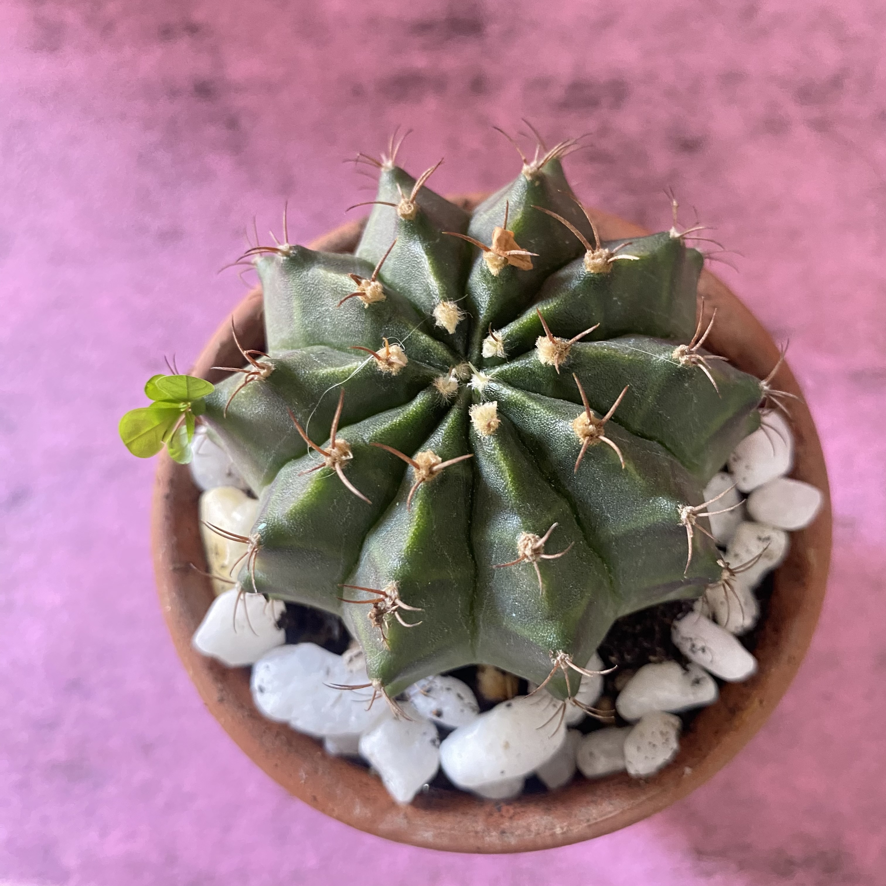 Xương rồng gymno kèm chậu gốm sứ đỏ-8cm