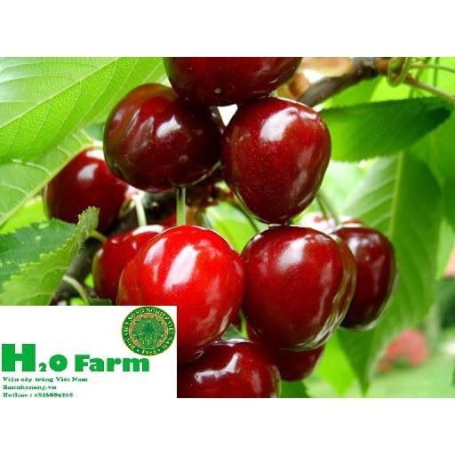 HÀNG GIỐNG CHUẨN HẠT GIỐNG CÂY CHERRY