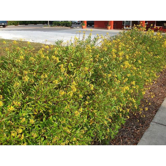 Chậu hoa kim đồng, hoa vàng siêu đẹp, chậu lớn