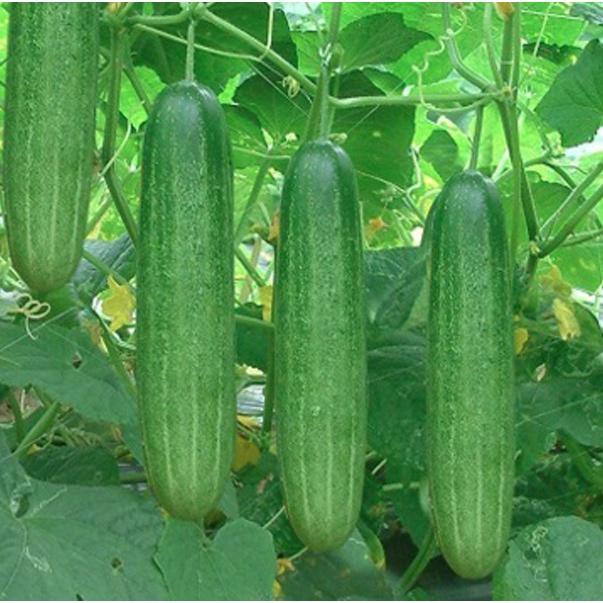 Phân bón Lân Humic - Phát rễ xanh lá - Ra rễ cực mạnh
