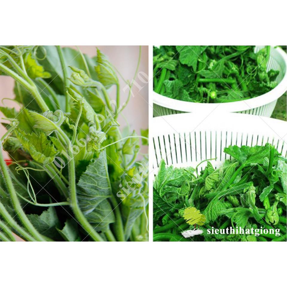 Hạt giống bí siêu ngọn F1 dễ trồng năng suất cao chống sâu bệnh cửa hàng hạt giống uy tín