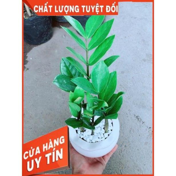 Chậu Kim Tiền Thái